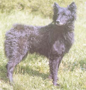 pejsek3