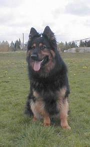 pejsek9